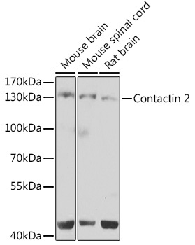Contactin 2 Rabbit Polyclonal Antibody