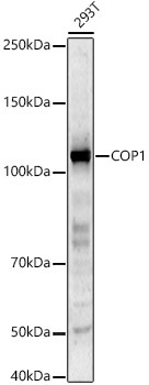COP1 Rabbit Polyclonal Antibody