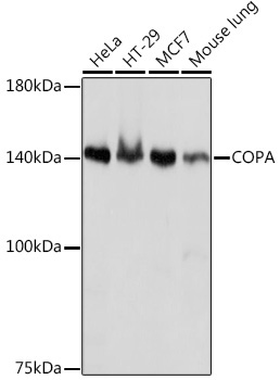 COPA Rabbit Monoclonal Antibody