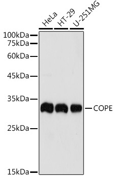 COPE Rabbit Polyclonal Antibody