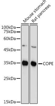 COPE Rabbit Polyclonal Antibody - Image 2