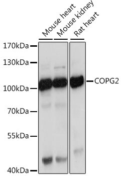 COPG2 Rabbit Polyclonal Antibody