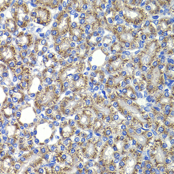 COPS2 Rabbit Polyclonal Antibody - Image 2