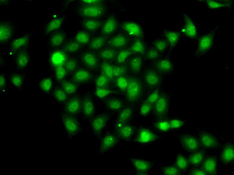 COPS2 Rabbit Polyclonal Antibody - Image 3