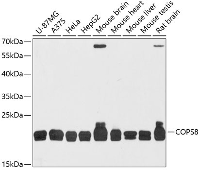 COPS8 Rabbit Polyclonal Antibody
