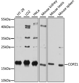 COPZ1 Rabbit Polyclonal Antibody