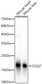 COQ7 Rabbit Polyclonal Antibody - Image 2
