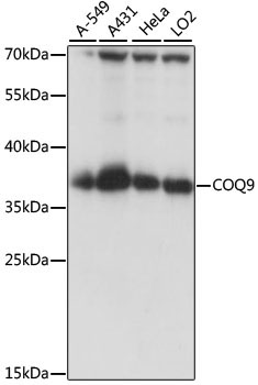 COQ9 Rabbit Polyclonal Antibody