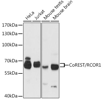 CoREST/RCOR1 Rabbit Polyclonal Antibody