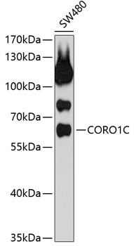 CORO1C Rabbit Polyclonal Antibody