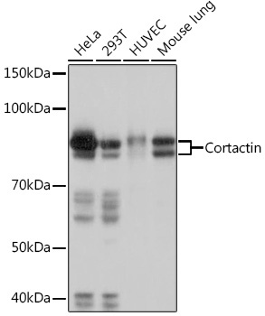 Cortactin Rabbit Monoclonal Antibody