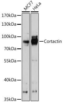 Cortactin Rabbit Polyclonal Antibody