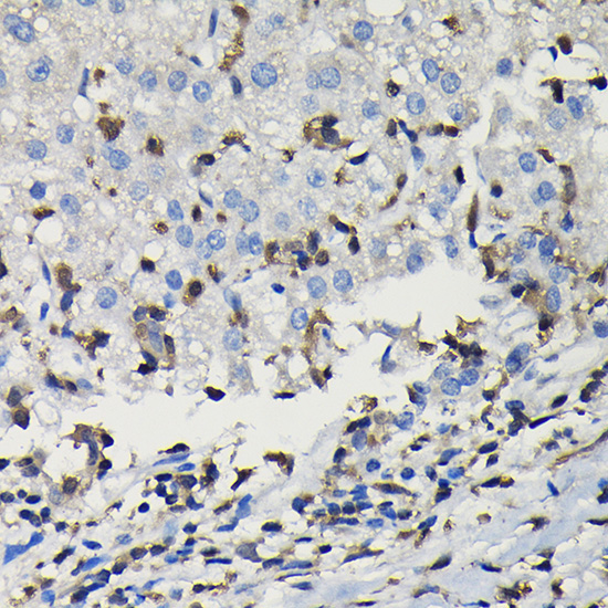 COTL1 Rabbit Polyclonal Antibody - Image 3