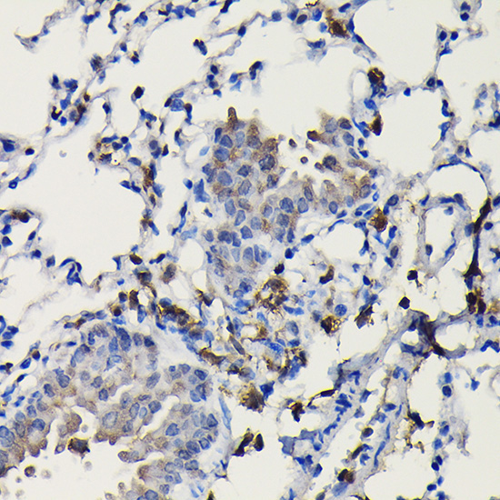 COTL1 Rabbit Polyclonal Antibody - Image 4