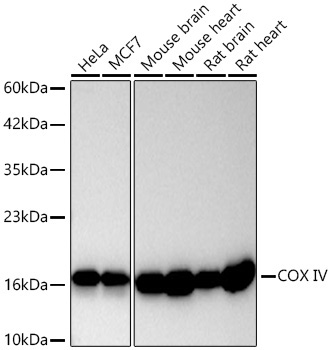 COX IV Rabbit Monoclonal Antibody