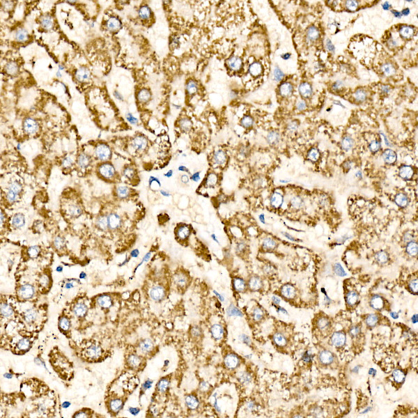 COX IV Rabbit Polyclonal Antibody - Image 2