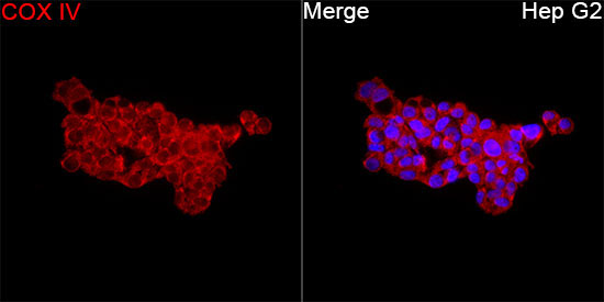 COX IV Rabbit Polyclonal Antibody - Image 3