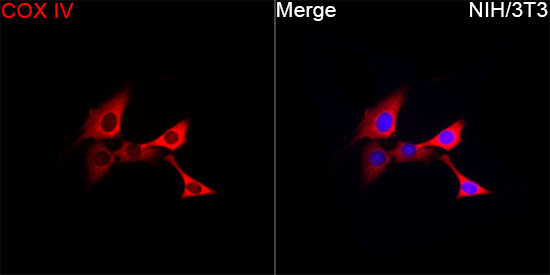 COX IV Rabbit Polyclonal Antibody - Image 4