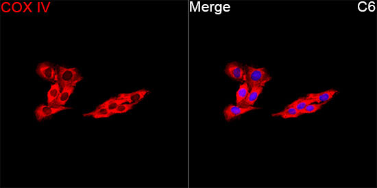 COX IV Rabbit Polyclonal Antibody - Image 5