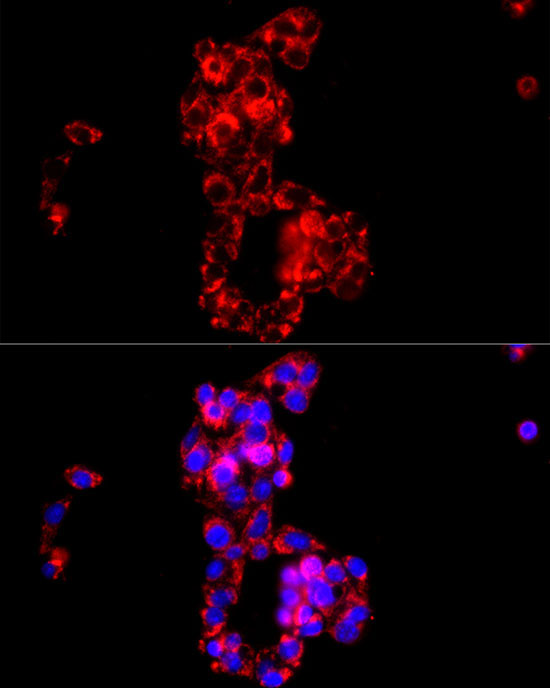 COX IV Rabbit Polyclonal Antibody - Image 6