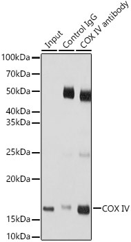 COX IV Rabbit Polyclonal Antibody - Image 7