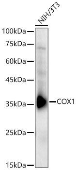 COX1 Rabbit Polyclonal Antibody