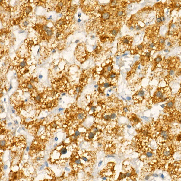 COX1 Rabbit Polyclonal Antibody - Image 2