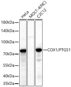 COX1/PTGS1 Rabbit Monoclonal Antibody