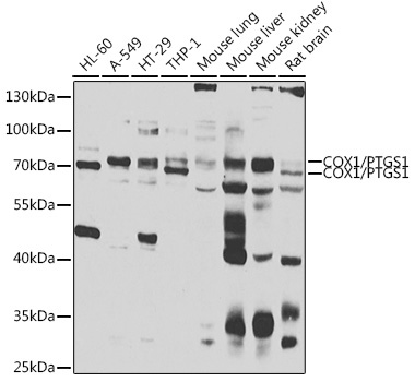 COX1/PTGS1 Rabbit Polyclonal Antibody