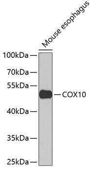 COX10 Rabbit Polyclonal Antibody