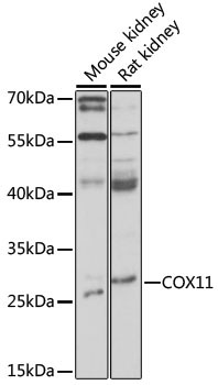 COX11 Rabbit Polyclonal Antibody