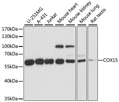 COX15 Rabbit Polyclonal Antibody