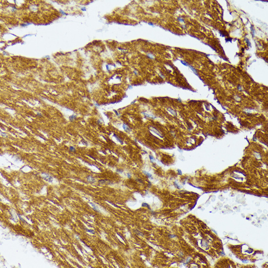 COX15 Rabbit Polyclonal Antibody - Image 4