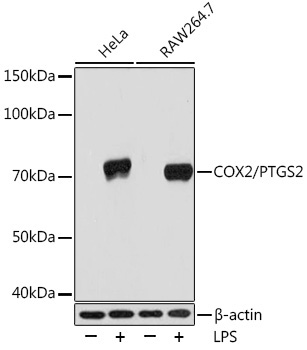 COX2/PTGS2 Rabbit Monoclonal Antibody