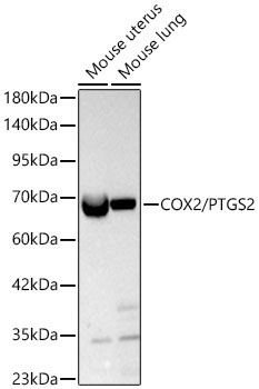 COX2/PTGS2 Rabbit Polyclonal Antibody
