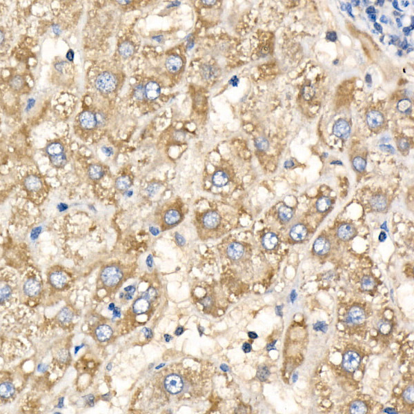 COX5B Rabbit Polyclonal Antibody - Image 4