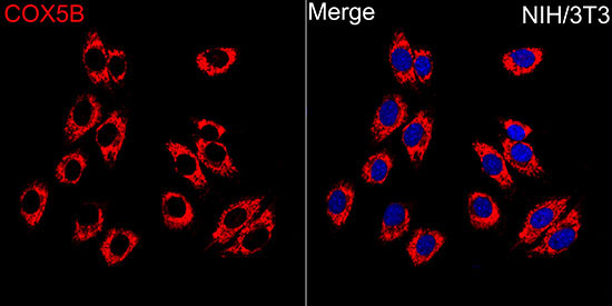 COX5B Rabbit Polyclonal Antibody - Image 5