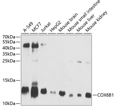 COX6B1 Rabbit Polyclonal Antibody