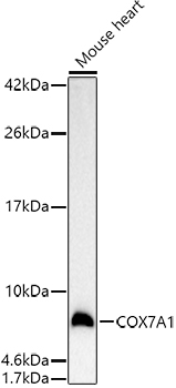 COX7A1 Rabbit Polyclonal Antibody