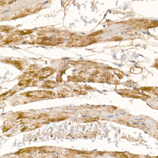 COX7A1 Rabbit Polyclonal Antibody - Image 2
