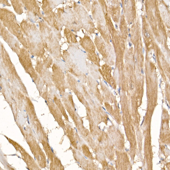 COX7A1 Rabbit Polyclonal Antibody - Image 3