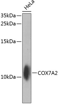 COX7A2 Rabbit Polyclonal Antibody