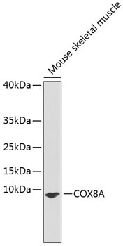 COX8A Rabbit Polyclonal Antibody