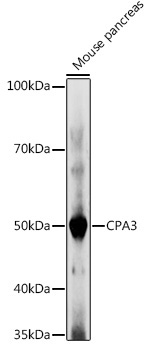 CPA3 Rabbit Polyclonal Antibody