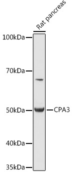 CPA3 Rabbit Polyclonal Antibody - Image 2