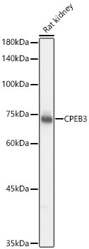 CPEB3 Rabbit Polyclonal Antibody