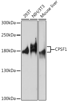 CPSF1 Rabbit Polyclonal Antibody