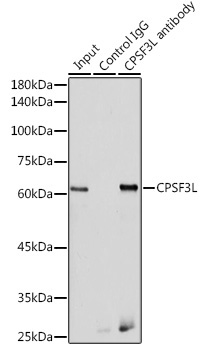 CPSF3L Rabbit Polyclonal Antibody - Image 3
