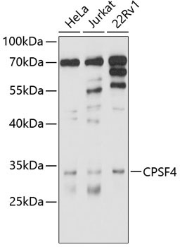 CPSF4 Rabbit Polyclonal Antibody