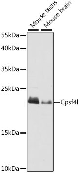 Cpsf4l Rabbit Polyclonal Antibody